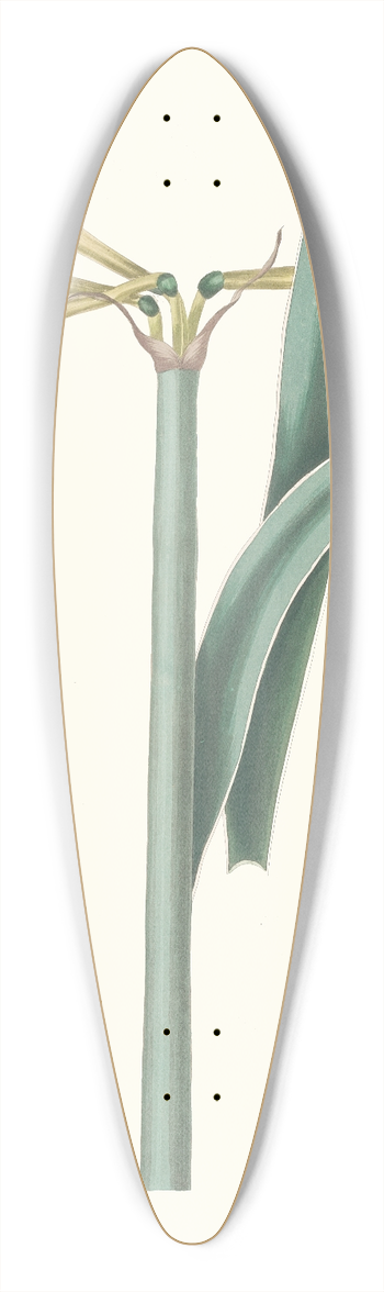 Priscilla Susan Bury - Amaryllis Harrisoni 39.3 inch art pintail longboard deck