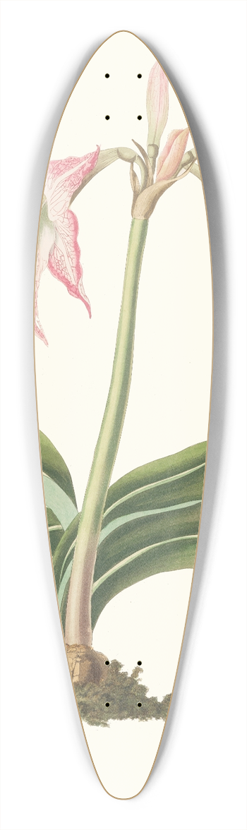 Priscilla Susan Bury - Amaryllis Steilatafolia 39.3 inch art pintail longboard deck