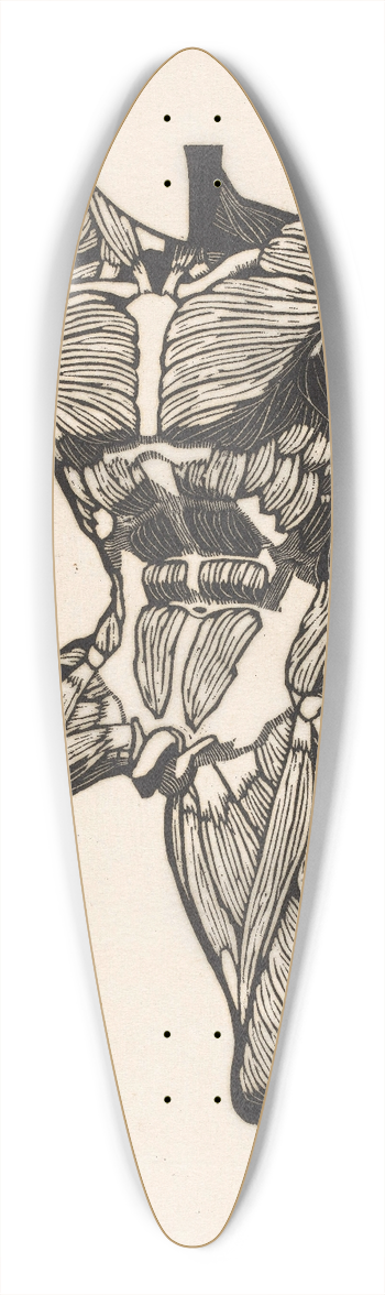 Reijer Stolk - Anatomical study of the neck, abdominal and thigh muscles of a man 39.3 inch art pintail longboard deck