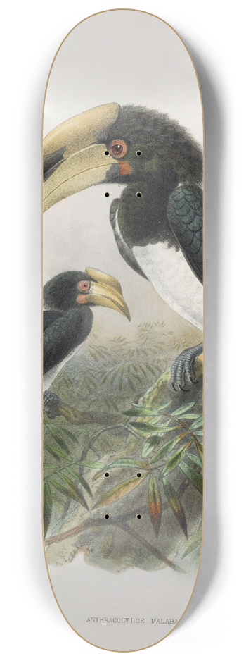 Daniel Giraud Elliot - Anthracoceros malabaricus 8.25 inch art skate deck