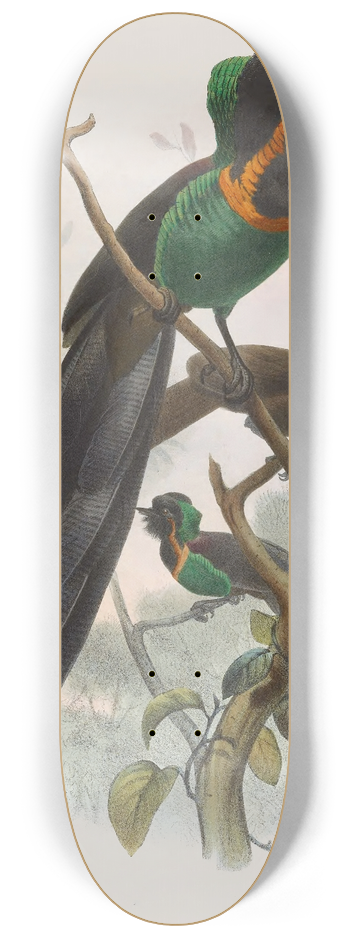 Daniel Giraud Elliot - Astrapia nigra 8.25 inch art skate deck