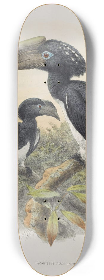 Daniel Giraud Elliot - Bycanistes buccinator 8.25 inch art skate deck