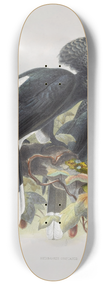 Daniel Giraud Elliot - Bycanistes cristatus 8.25 inch art skate deck