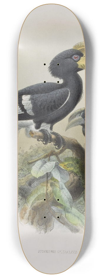 Daniel Giraud Elliot - Bycanistes cylindricus 8.25 inch art skate deck