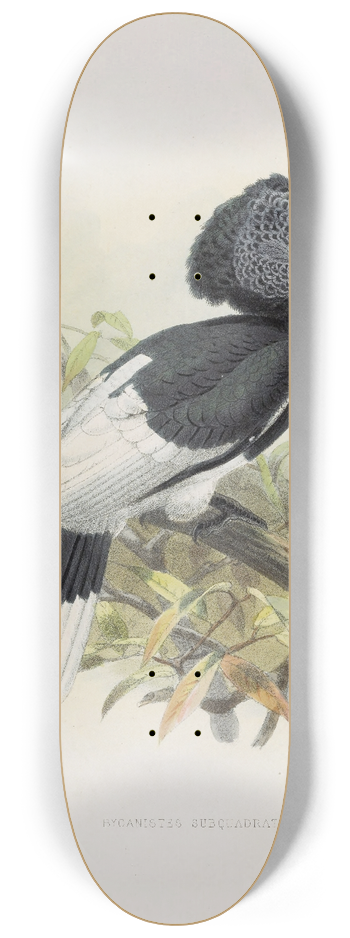 Daniel Giraud Elliot - Bycanistes subquadratus 8.25 inch art skate deck