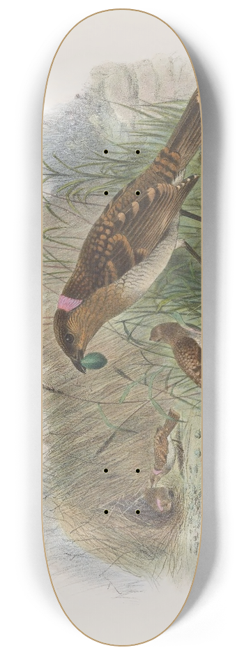 Daniel Giraud Elliot - Chlamydodera  maculata 8.25 inch art skate deck