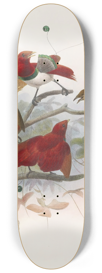 Daniel Giraud Elliot - Cicinnurus regius 8.25 inch art skate deck