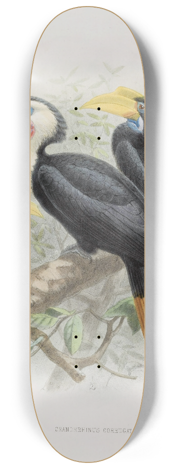 Daniel Giraud Elliot - Cranorrhinus corrugatus 8.25 inch art skate deck