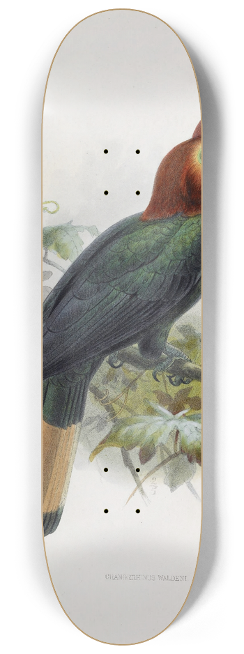 Daniel Giraud Elliot - Cranorrhinus waldeni 8.25 inch art skate deck