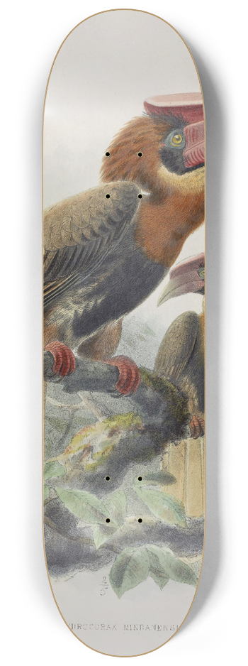 Daniel Giraud Elliot - Hydrocorax mindanensis 8.25 inch art skate deck