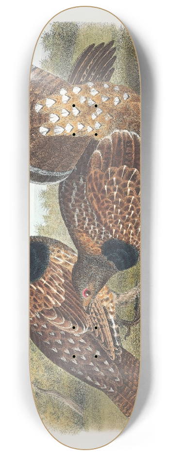 Daniel Giraud Elliot - Sabines Grouse 8.25 inch art skate deck