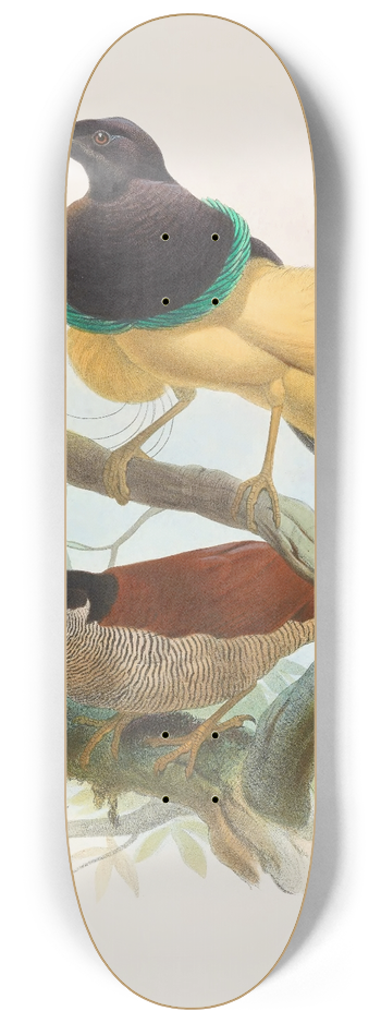 Daniel Giraud Elliot - Seleucides alba 8.25 inch art skate deck