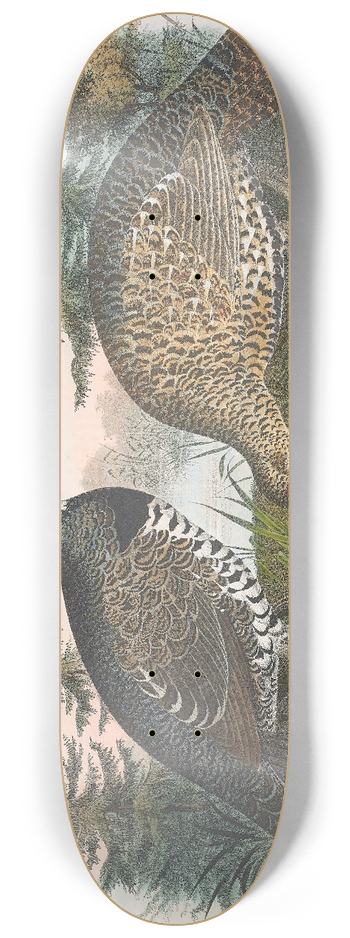 Daniel Giraud Elliot - Spruce Grouse 8.25 inch art skate deck