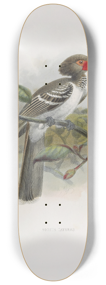 Daniel Giraud Elliot - Tockus camurus 8.25 inch art skate deck