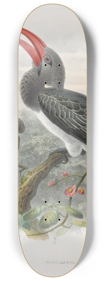 Daniel Giraud Elliot - Tockus hemprichii 8.25 inch art skate deck