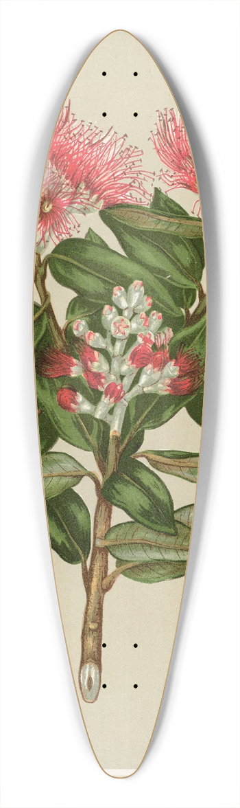 Sarah Featon - Pohutukawa,  Metrosideros tomentosa. Plate 37 39.3 inch art pintail longboard deck