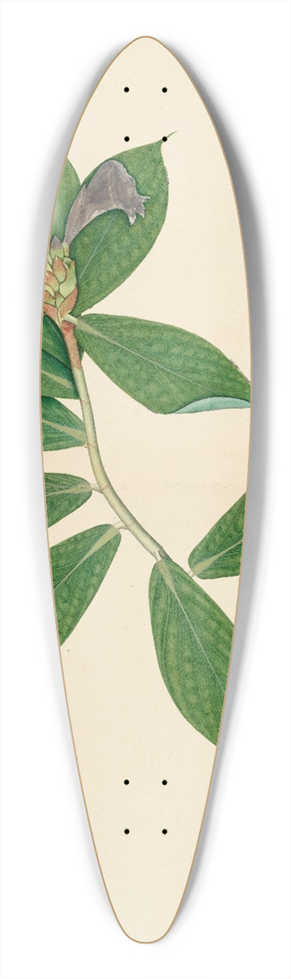 Sheikh Zain al-Din - Crepe Ginger Plant 39.3 inch art pintail longboard deck