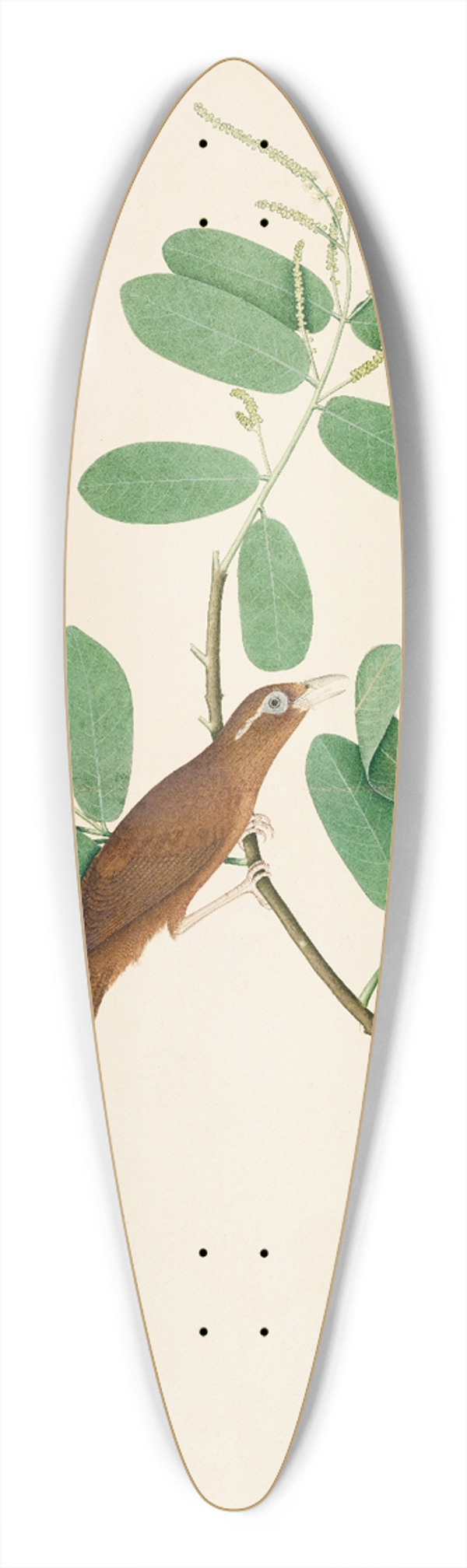 Sheikh Zain al-Din - Hwamei on Terminalia Branch 39.3 inch art pintail longboard deck