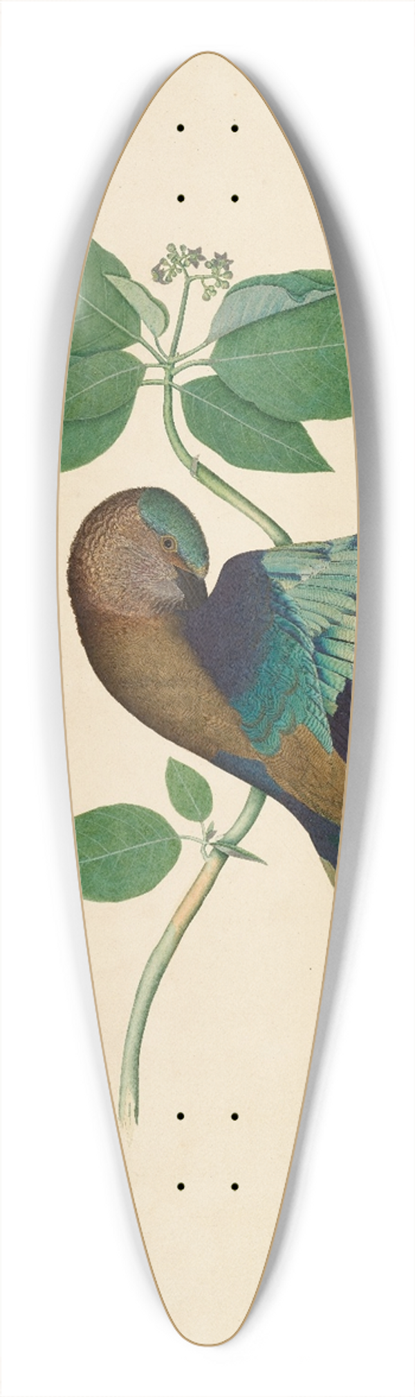 Sheikh Zain al-Din - Indian Roller on Sandlewood Branch 39.3 inch art pintail longboard deck