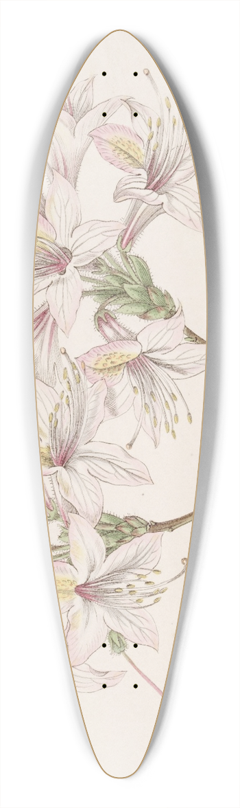 Sydenham Edwards - Azalea Ludoviciae 39.3 inch art pintail longboard deck