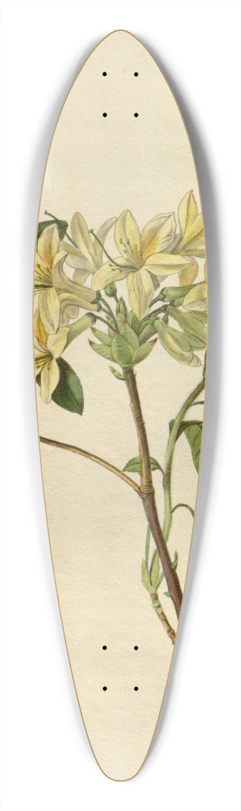 Sydenham Edwards - Azalea Seymouri 39.3 inch art pintail longboard deck