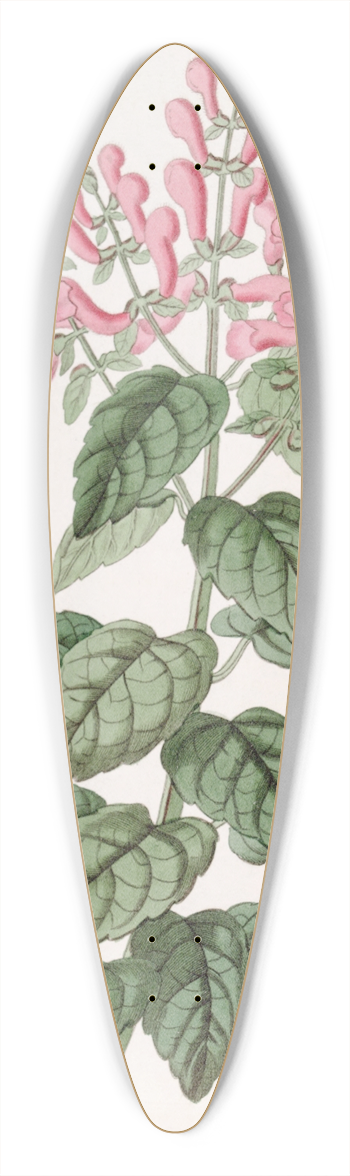 Sydenham Edwards - Basil-like Perilomia 39.3 inch art pintail longboard deck
