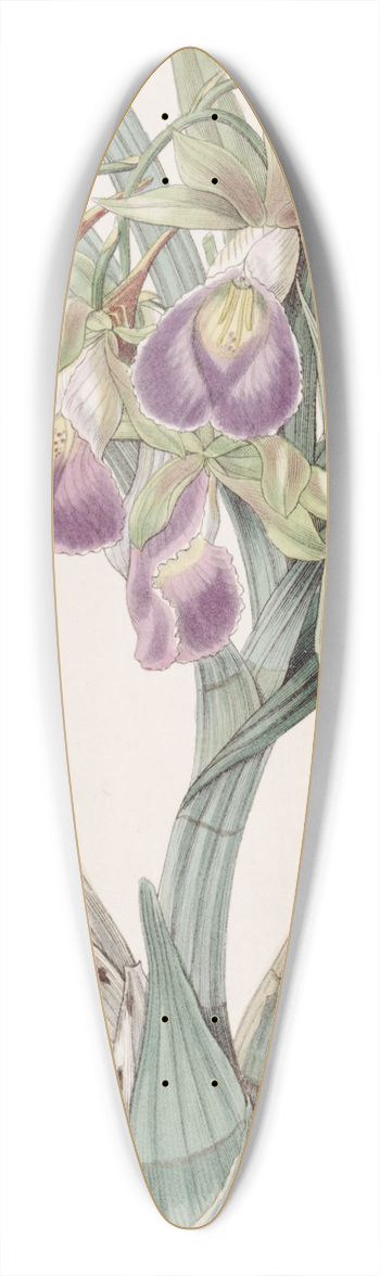 Sydenham Edwards - Bauers Casquewort 39.3 inch art pintail longboard deck
