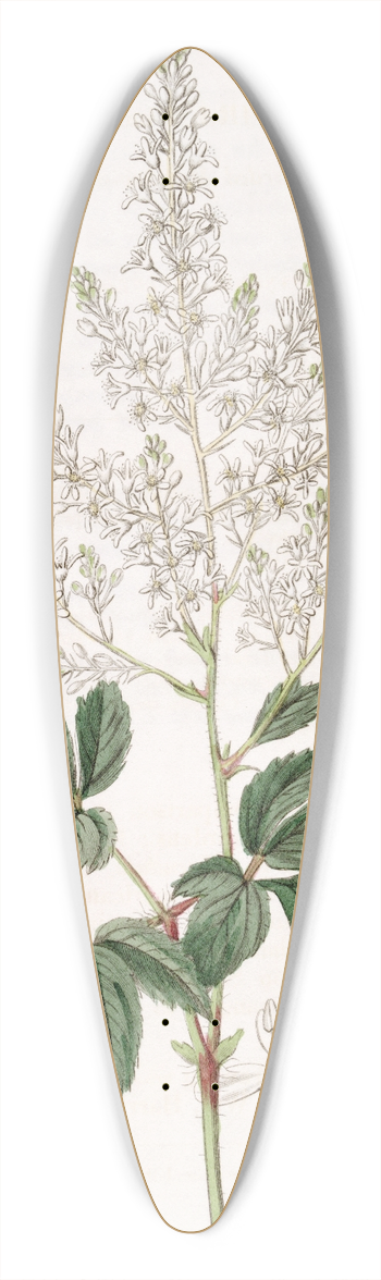 Sydenham Edwards - Bearded Meadow-sweet 39.3 inch art pintail longboard deck