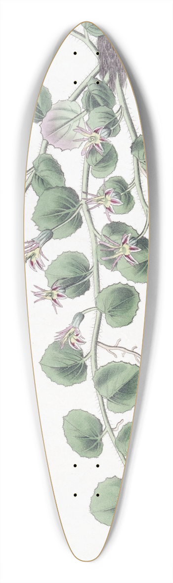 Sydenham Edwards - Begonia-leaved Pratia 39.3 inch art pintail longboard deck