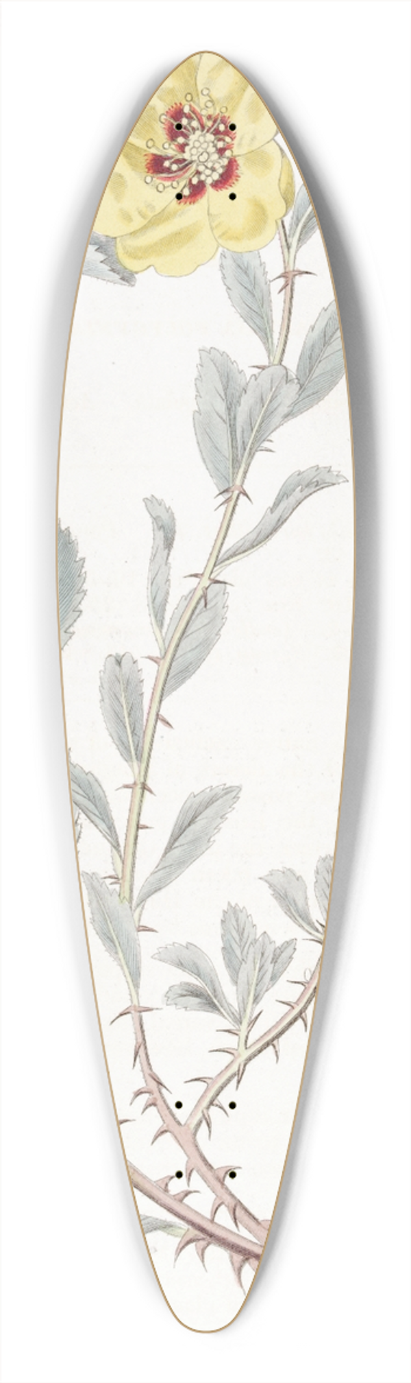 Sydenham Edwards - Berberry-leaved Lowea 39.3 inch art pintail longboard deck