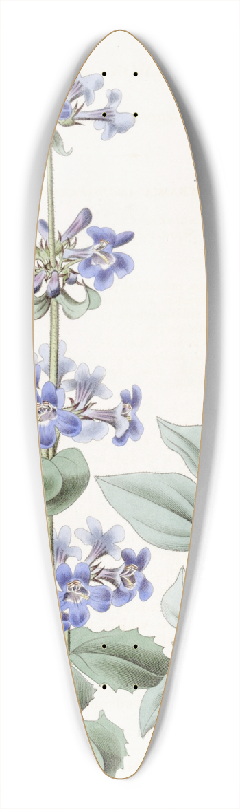 Sydenham Edwards - Blue-leaved Pentstemon 39.3 inch art pintail longboard deck