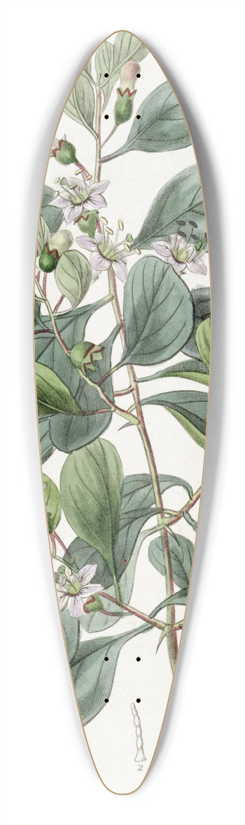 Sydenham Edwards - Boerhaavia-leaved Grabowskia 39.3 inch art pintail longboard deck
