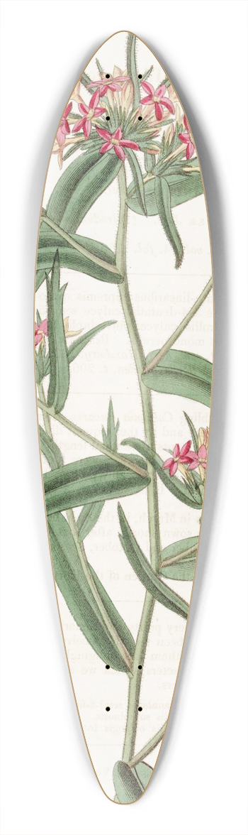 Sydenham Edwards - Brick-red Collomia 39.3 inch art pintail longboard deck