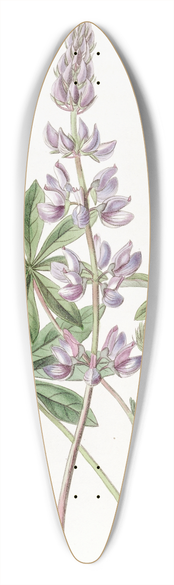 Sydenham Edwards - Broad-leaved lupine 39.3 inch art pintail longboard deck