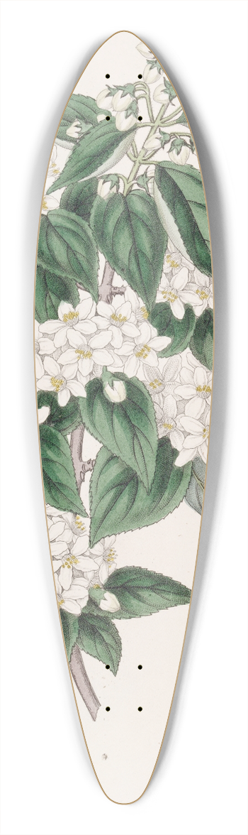 Sydenham Edwards - Broad-stamened Deutzia 39.3 inch art pintail longboard deck