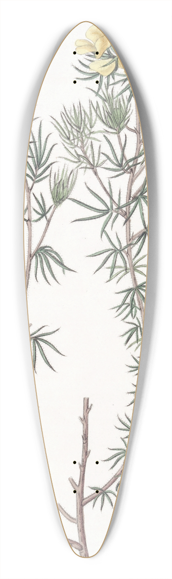 Sydenham Edwards - Capitate Gompholobium 39.3 inch art pintail longboard deck