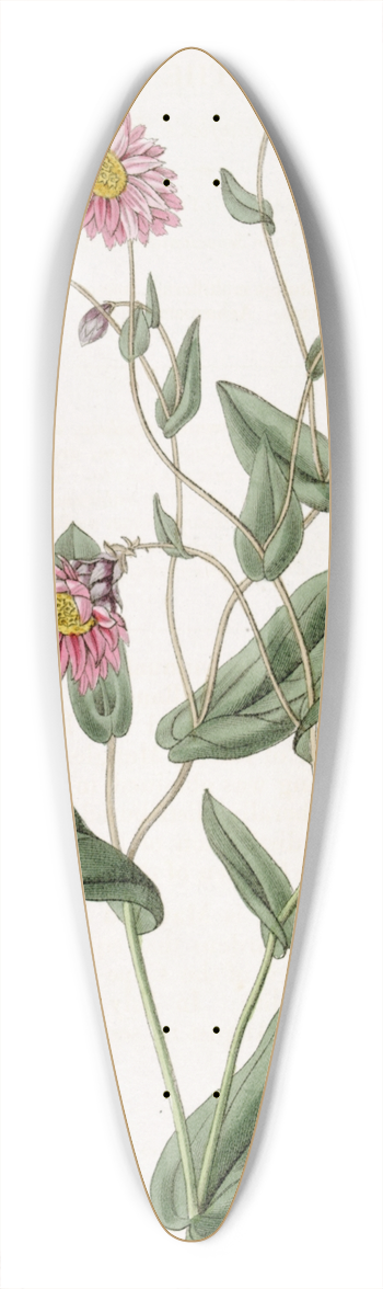 Sydenham Edwards - Captain Mangless Rhodanthe 39.3 inch art pintail longboard deck