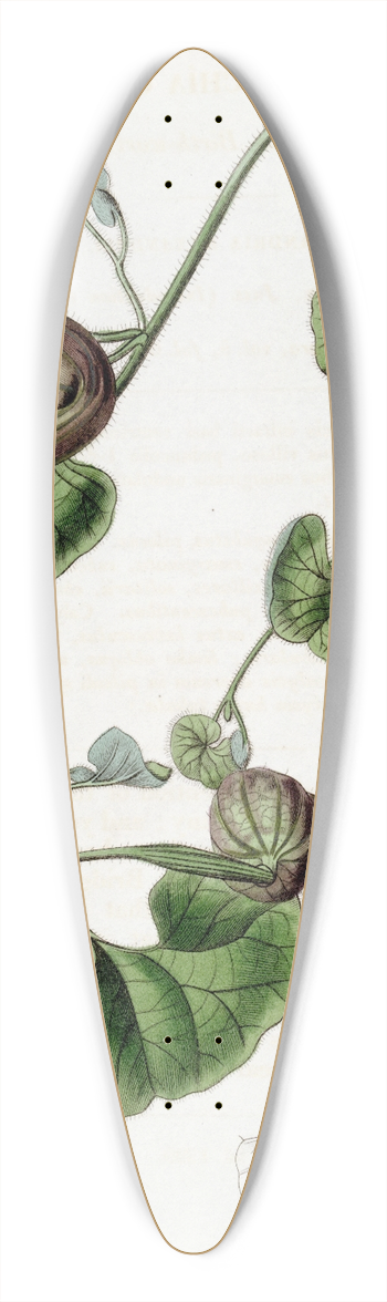 Sydenham Edwards - Chilian Birth-wort 39.3 inch art pintail longboard deck