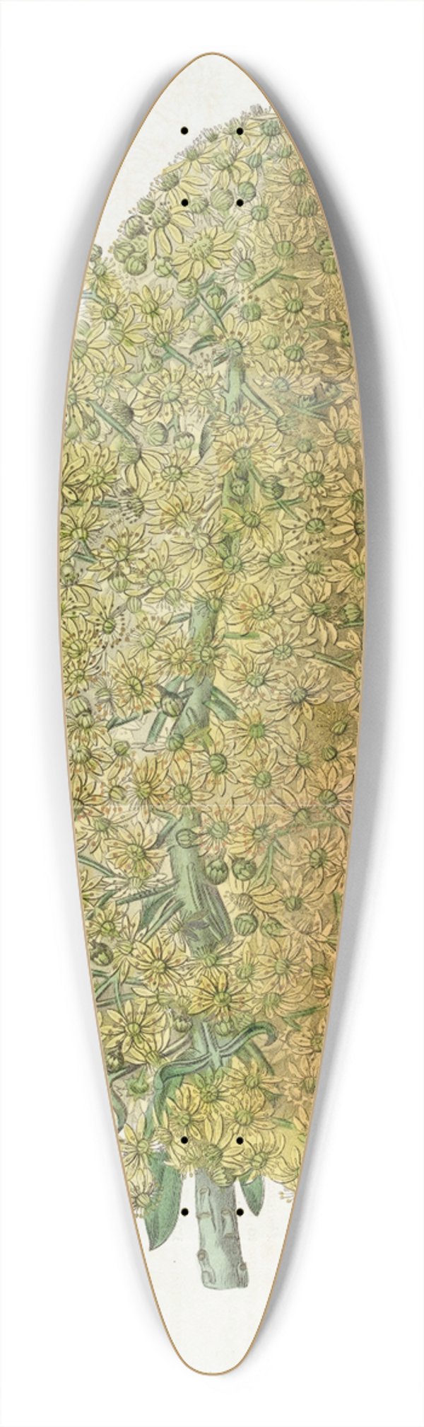 Sydenham Edwards - City Houseleek 39.3 inch art pintail longboard deck