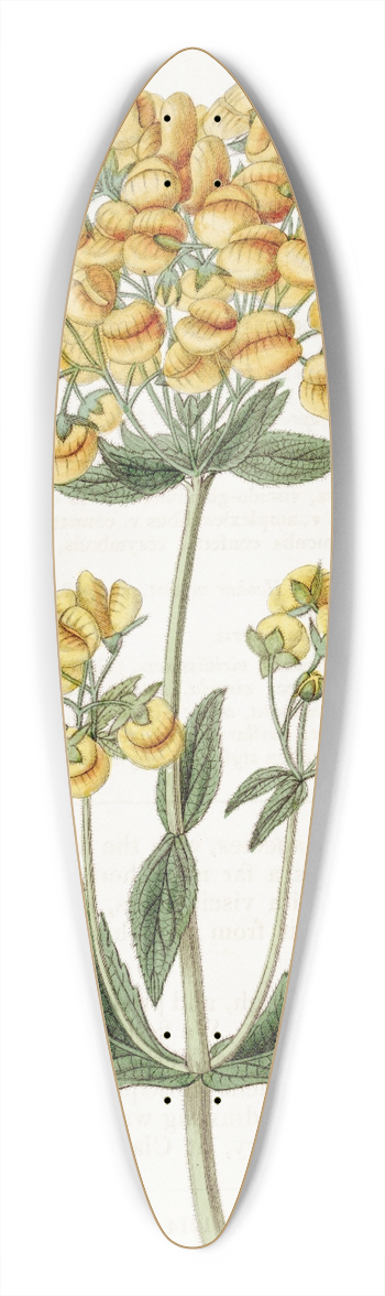 Sydenham Edwards - Clammy Calceolaria 39.3 inch art pintail longboard deck