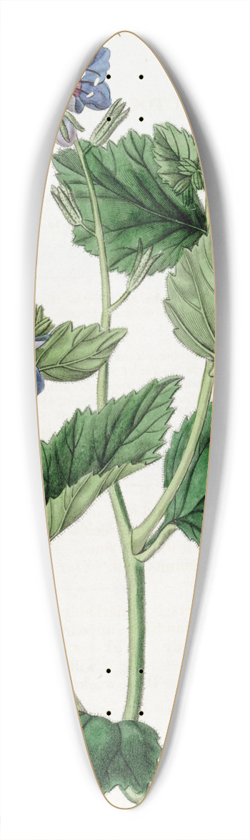 Sydenham Edwards - Clammy Eutoca 39.3 inch art pintail longboard deck