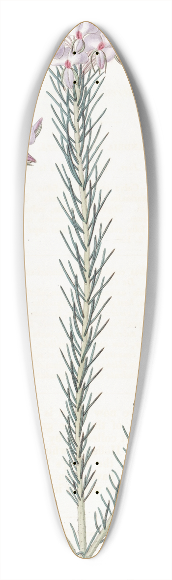 Sydenham Edwards - Clustered Burtonia 39.3 inch art pintail longboard deck
