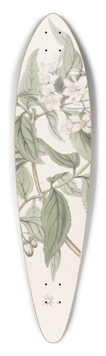 Sydenham Edwards - Corymb-flowering Deutzia 39.3 inch art pintail longboard deck