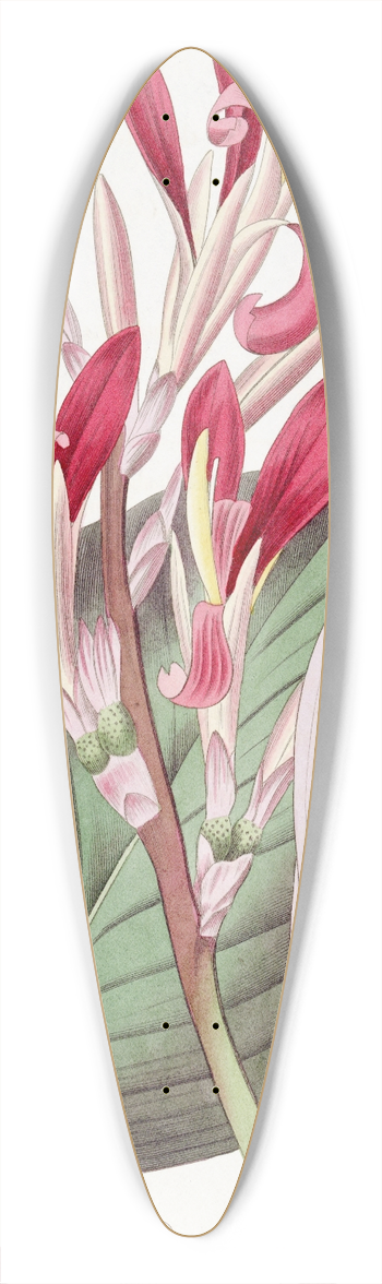 Sydenham Edwards - Crimson-leaved Canna 39.3 inch art pintail longboard deck