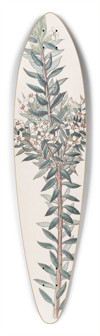 Sydenham Edwards - Doubtful Epacris 39.3 inch art pintail longboard deck