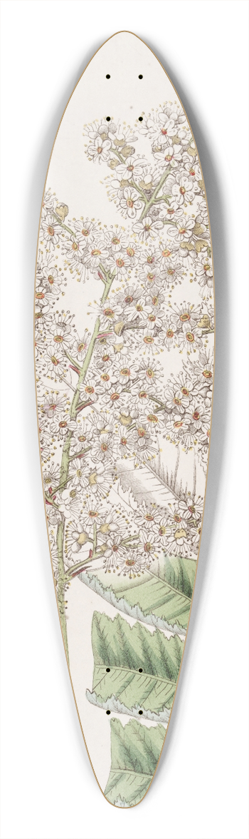 Sydenham Edwards - Dr. Lindleys Spiraea 39.3 inch art pintail longboard deck