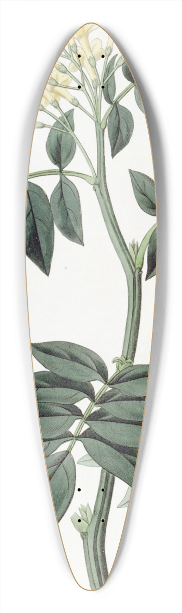 Sydenham Edwards - Dr. Wallichs Nipal Jasmine 39.3 inch art pintail longboard deck