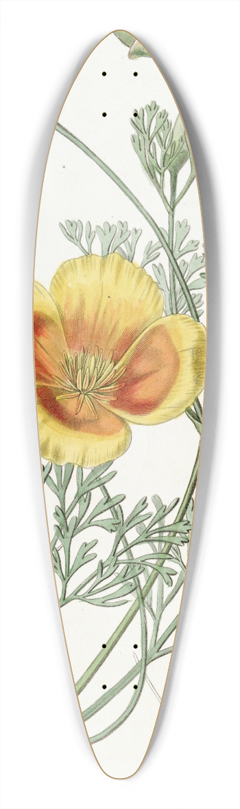 Sydenham Edwards - Dwarf Chryseis 39.3 inch art pintail longboard deck