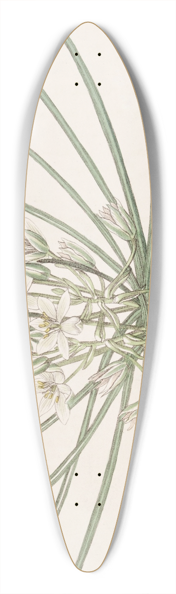 Sydenham Edwards - Dwarf Star of Bethlehem 39.3 inch art pintail longboard deck