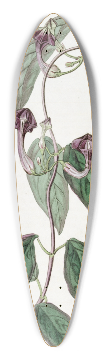 Sydenham Edwards - Elegant Ceropegia 39.3 inch art pintail longboard deck